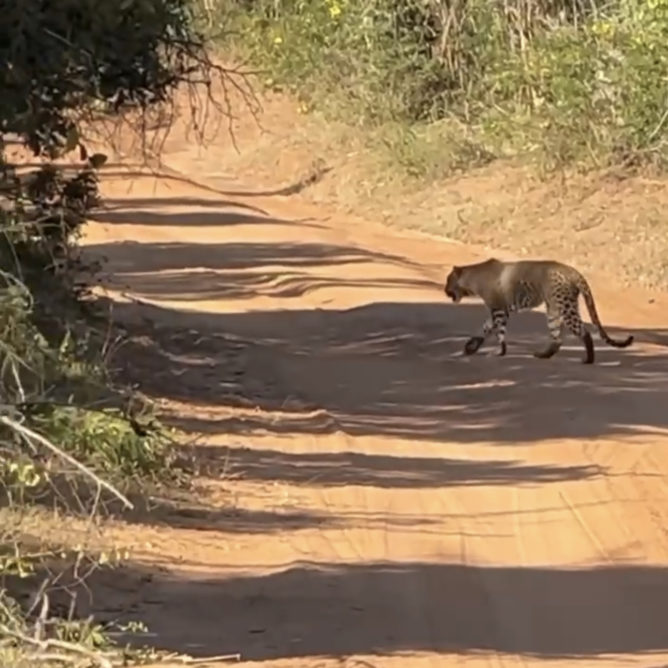 One-day Trip: Yala National Park Safar