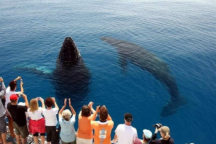 Whale watching in Sri Lanka